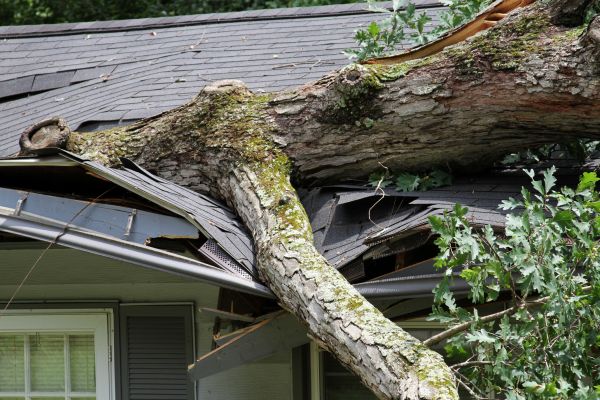 Cost of Storm Remediation in Englewood